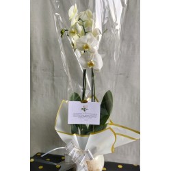Orquídea blanca de 2 tallos