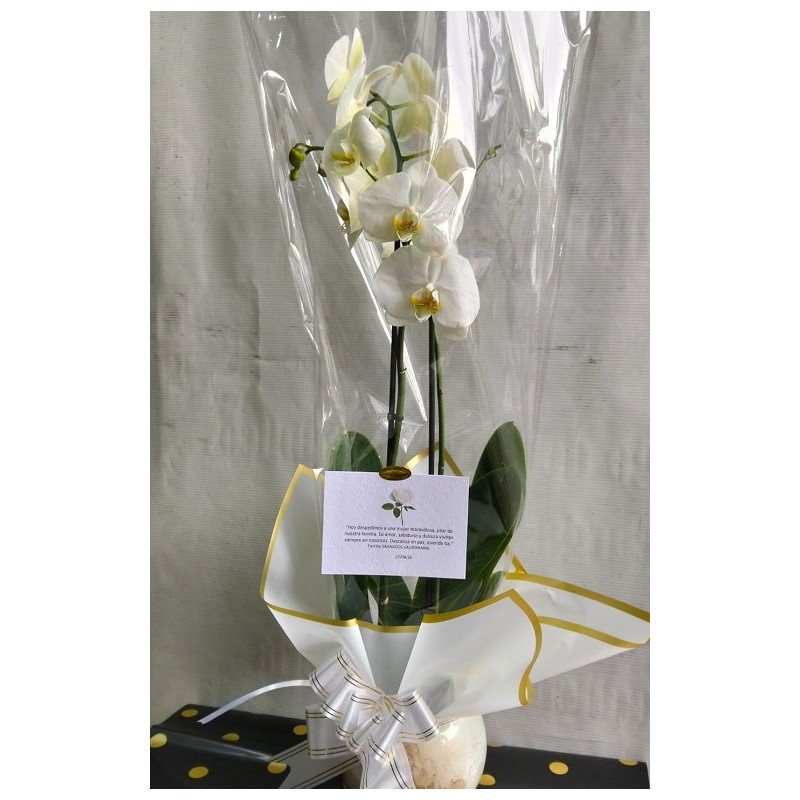 Orquídea blanca de 2 tallos