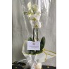Orquídea blanca de 2 tallos